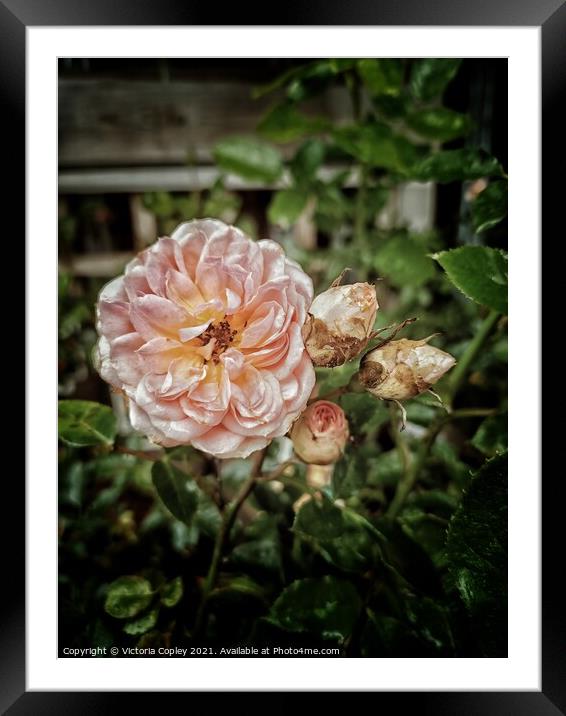 Pink roses Framed Mounted Print by Victoria Copley