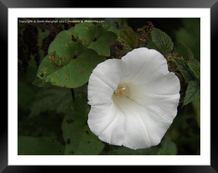 Calystegia Spithamaea Framed Mounted Print by Kevin Maughan