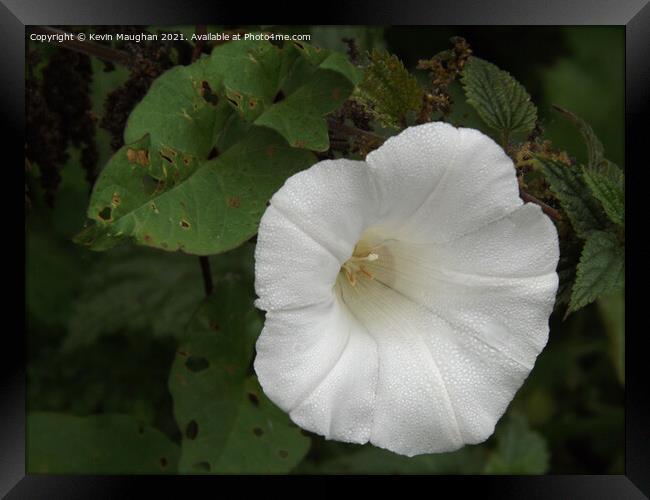 Calystegia Spithamaea Framed Print by Kevin Maughan
