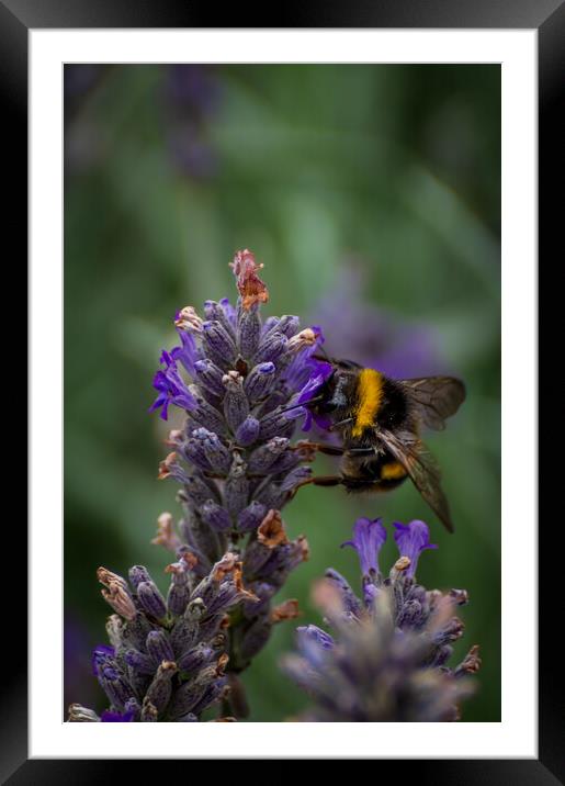 Lavender bee Framed Mounted Print by Gary Schulze