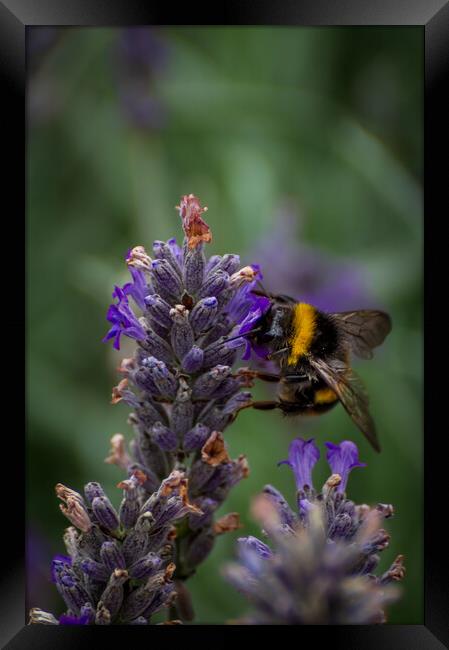 Lavender bee Framed Print by Gary Schulze
