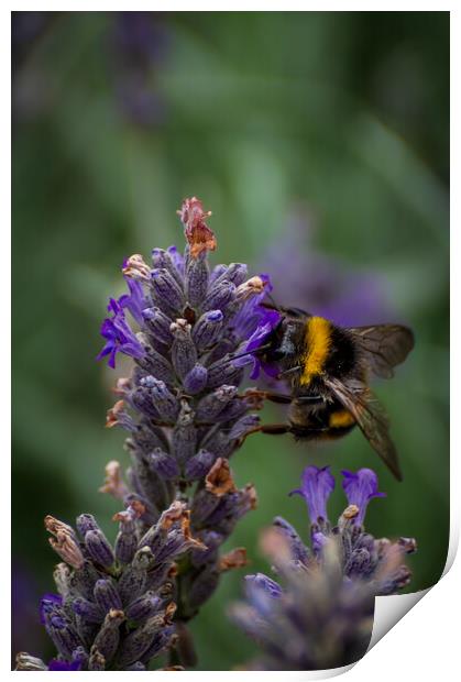 Lavender bee Print by Gary Schulze