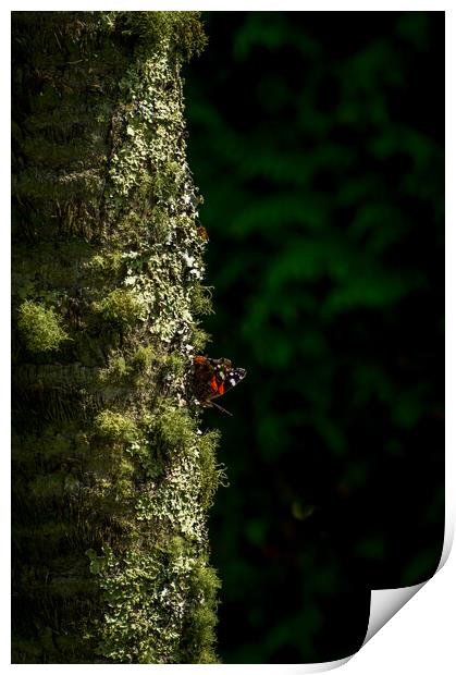 Butterfly tree Print by Gary Schulze