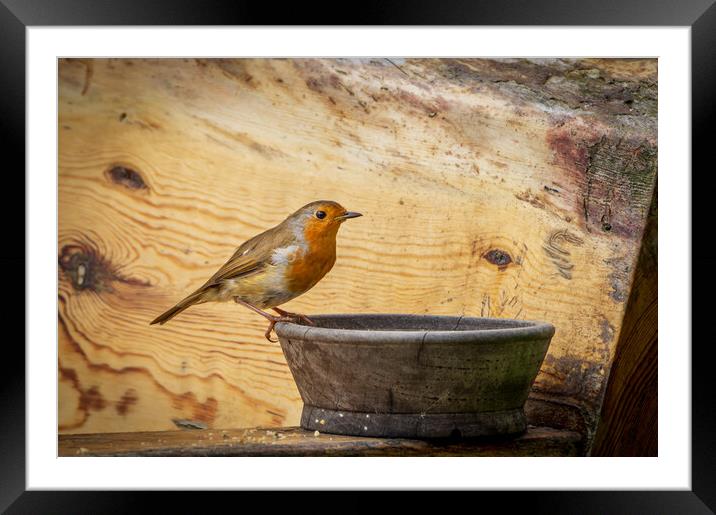 Robin Framed Mounted Print by Gary Schulze