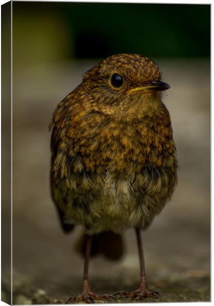 Baby robin Canvas Print by Gary Schulze