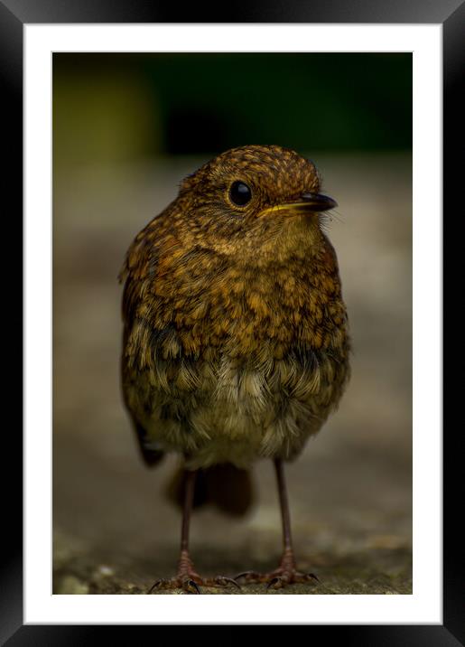 Baby robin Framed Mounted Print by Gary Schulze
