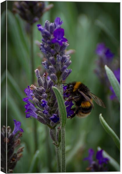 Lavender Bee Canvas Print by Gary Schulze