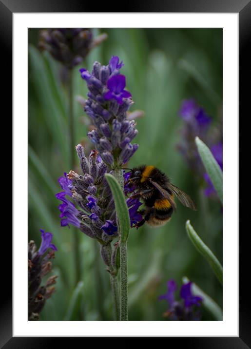 Lavender Bee Framed Mounted Print by Gary Schulze