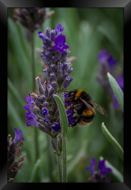 Lavender Bee Framed Print by Gary Schulze