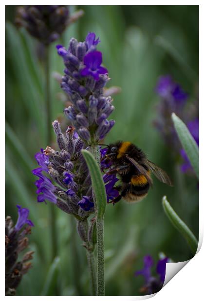 Lavender Bee Print by Gary Schulze