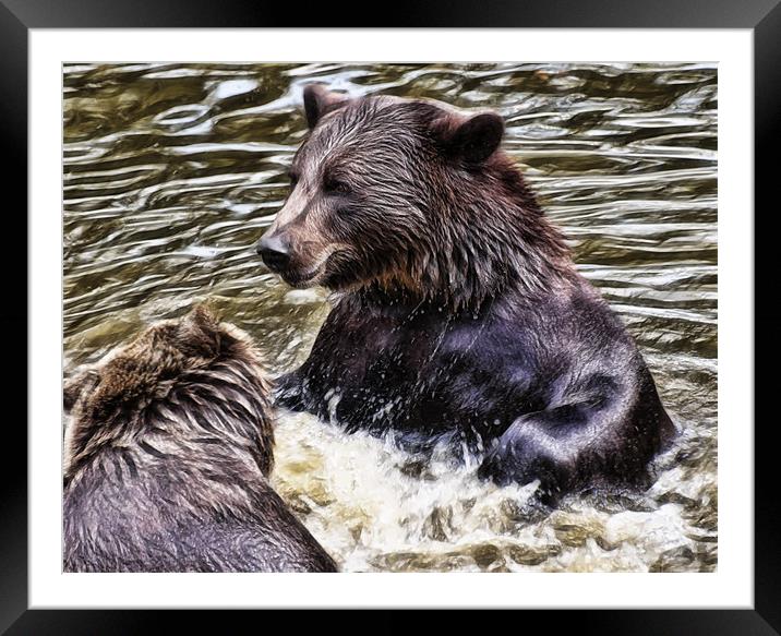 European Brown Bears Framed Mounted Print by Sam Smith