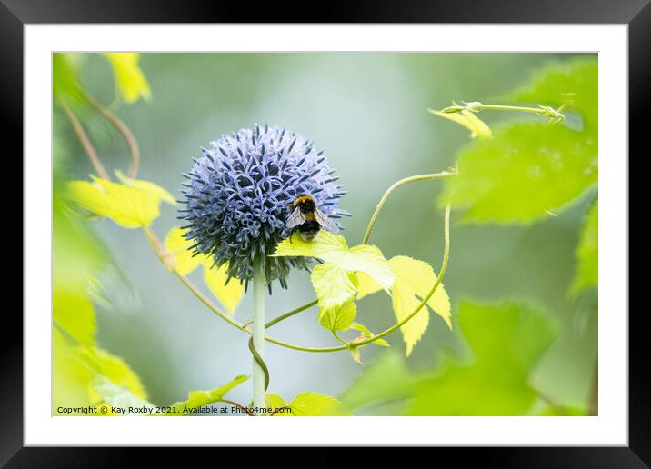 Echinops Framed Mounted Print by Kay Roxby