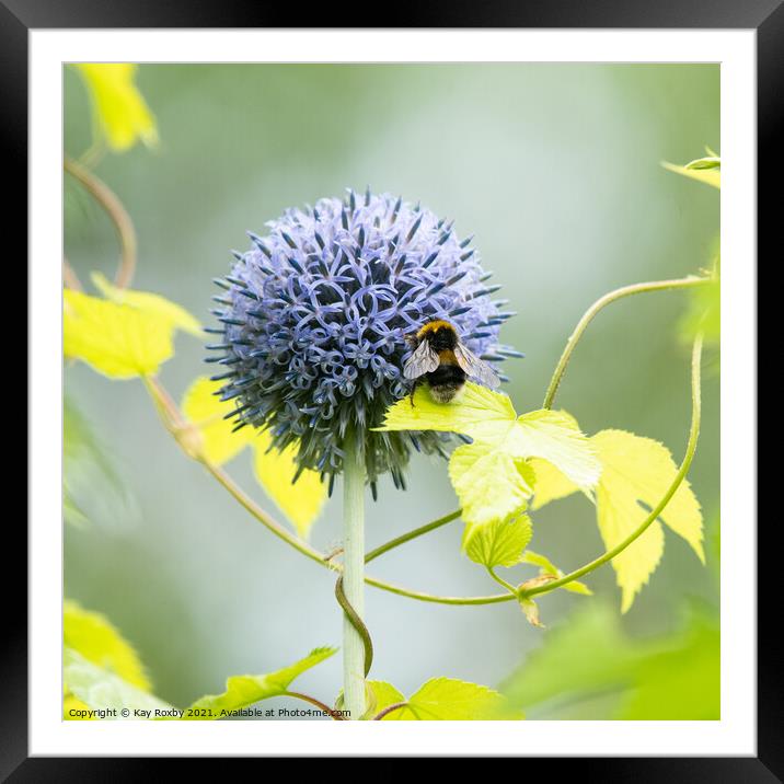 Echinops Framed Mounted Print by Kay Roxby