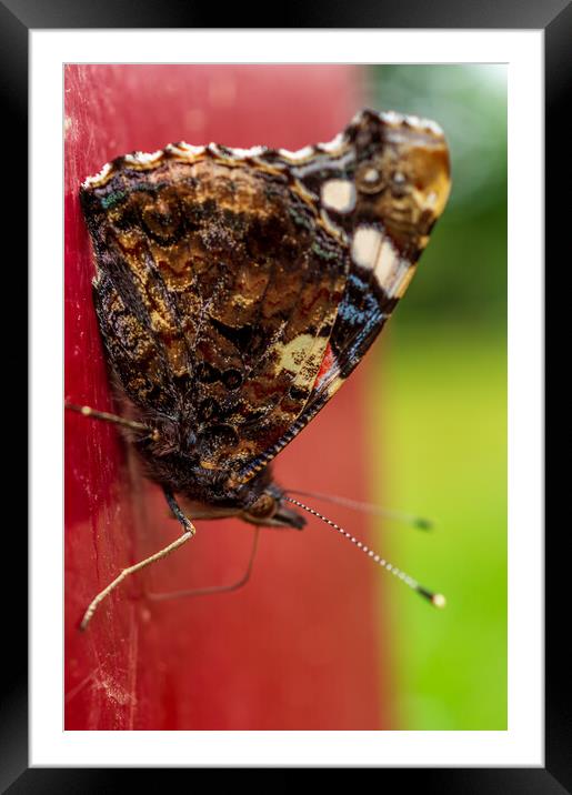 Butterfly on post Framed Mounted Print by Gary Schulze