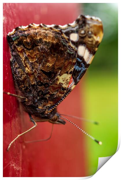 Butterfly on post Print by Gary Schulze