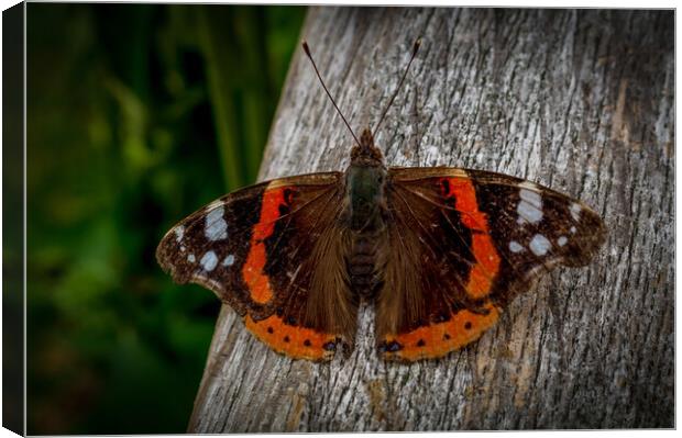 Red admiral Canvas Print by Gary Schulze
