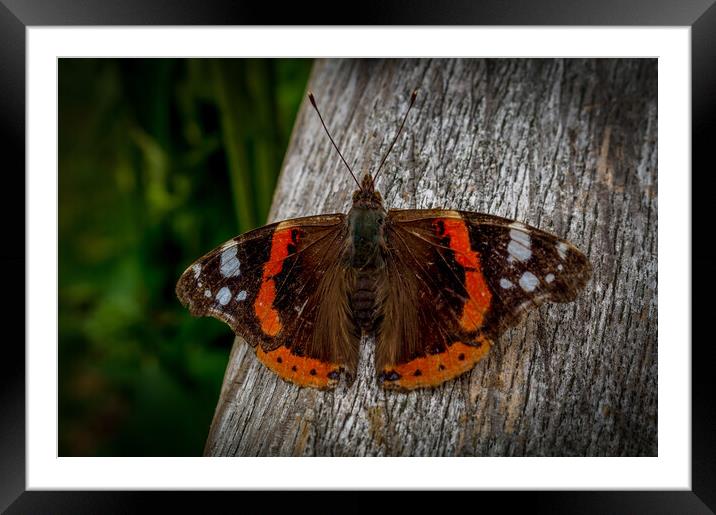 Red admiral Framed Mounted Print by Gary Schulze