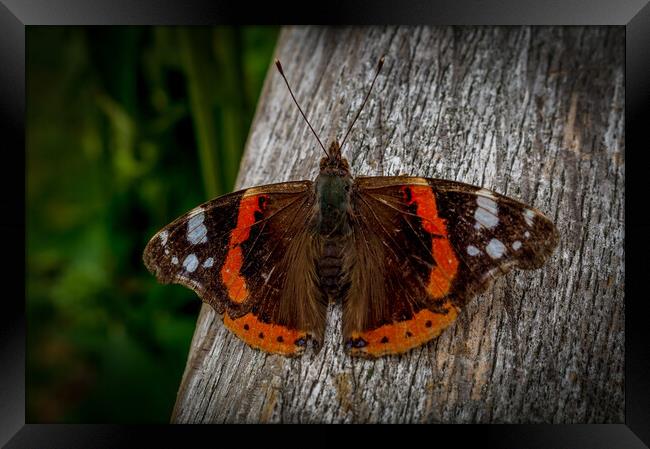 Red admiral Framed Print by Gary Schulze