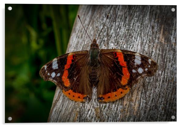 Red admiral Acrylic by Gary Schulze