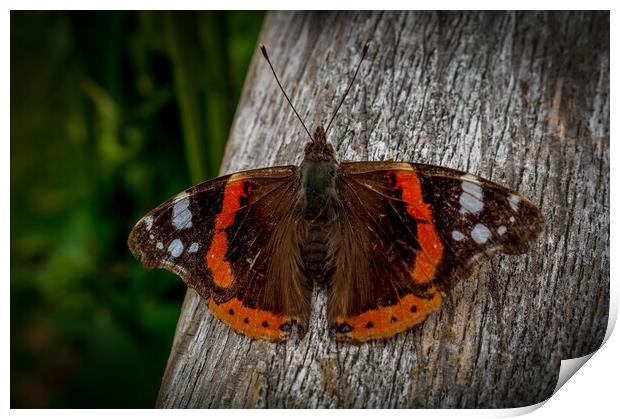 Red admiral Print by Gary Schulze
