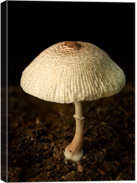 A close up of an mushroom Canvas Print by Gary Schulze