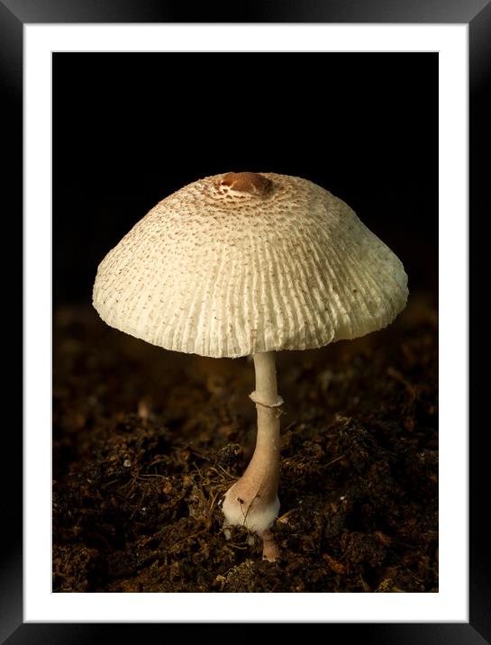 A close up of an mushroom Framed Mounted Print by Gary Schulze