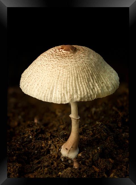 A close up of an mushroom Framed Print by Gary Schulze