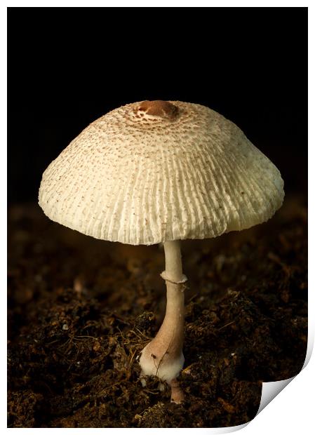 A close up of an mushroom Print by Gary Schulze
