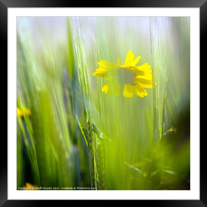 Corn Marigold in the wheat field Framed Mounted Print by geoff shoults
