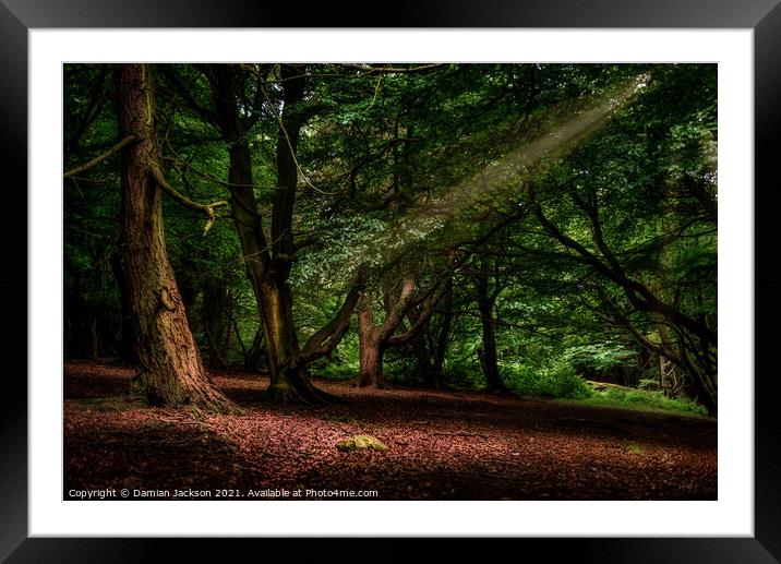 Light through the Canopy Framed Mounted Print by Damian Jackson