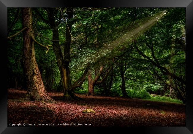 Light through the Canopy Framed Print by Damian Jackson