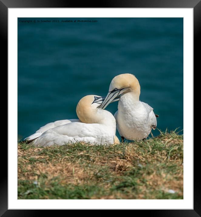 A pair of courting Gannets Framed Mounted Print by Jo Sowden
