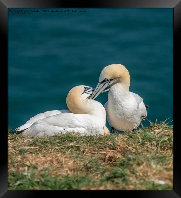 A pair of courting Gannets Framed Print by Jo Sowden