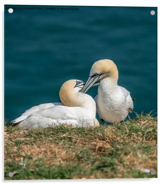 A pair of courting Gannets Acrylic by Jo Sowden