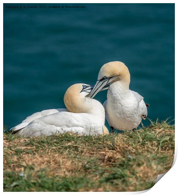 A pair of courting Gannets Print by Jo Sowden