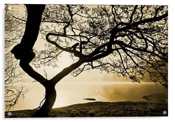 Tree Of The Mist, Ullswater Acrylic by Jason Connolly