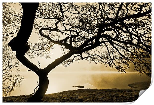 Tree Of The Mist, Ullswater Print by Jason Connolly