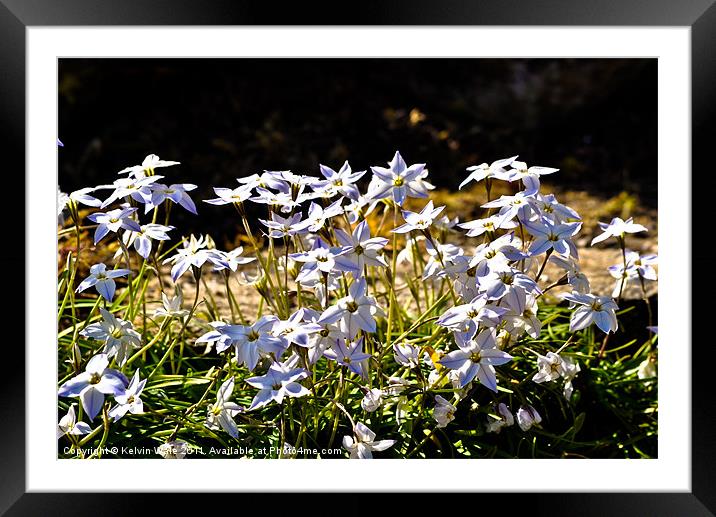 Pretty little white flowers Framed Mounted Print by Kelvin Futcher 2D Photography