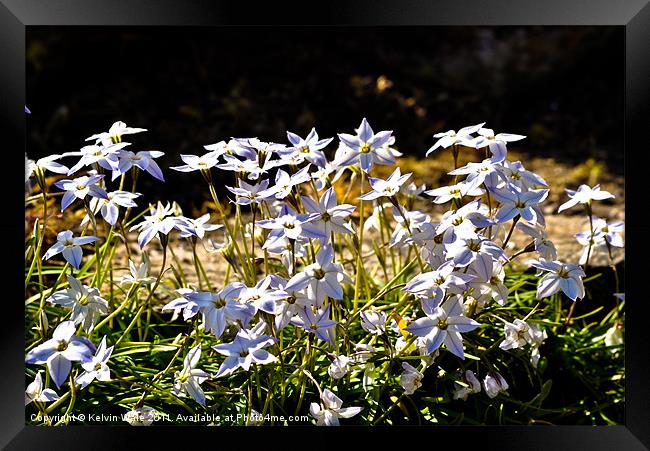 Pretty little white flowers Framed Print by Kelvin Futcher 2D Photography