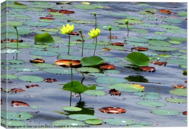 Serene beauty of the yellow lily pond Canvas Print by dale rys (LP)