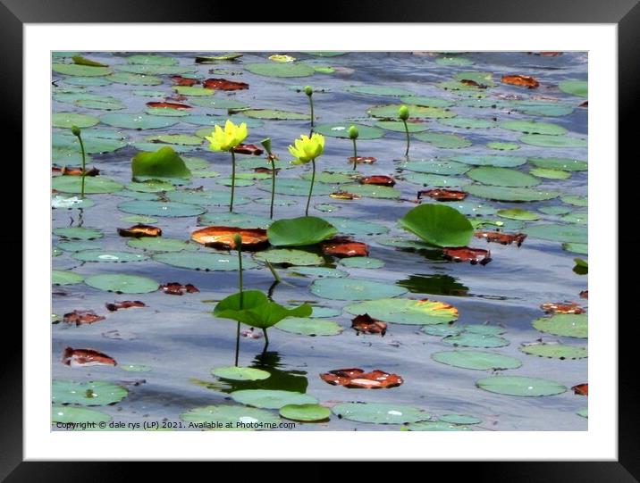 Serene beauty of the yellow lily pond Framed Mounted Print by dale rys (LP)