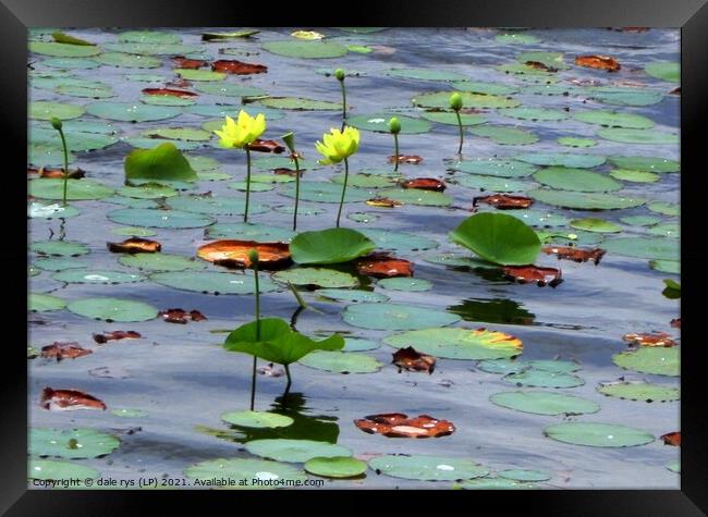 Serene beauty of the yellow lily pond Framed Print by dale rys (LP)