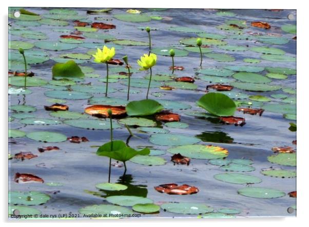 Serene beauty of the yellow lily pond Acrylic by dale rys (LP)