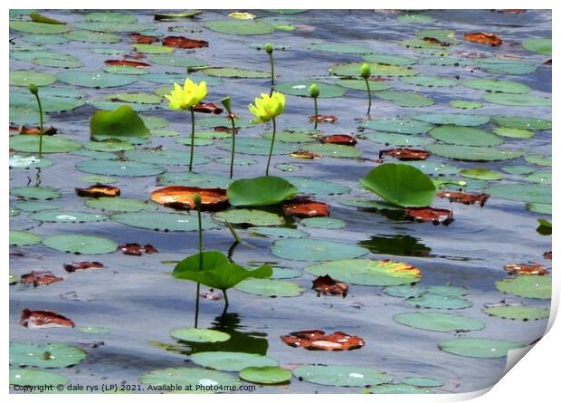 Serene beauty of the yellow lily pond Print by dale rys (LP)
