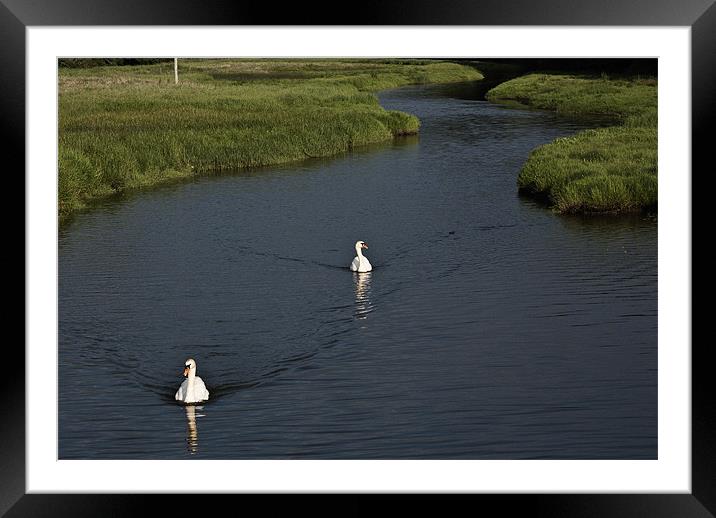 Two Swans Framed Mounted Print by Steve Purnell