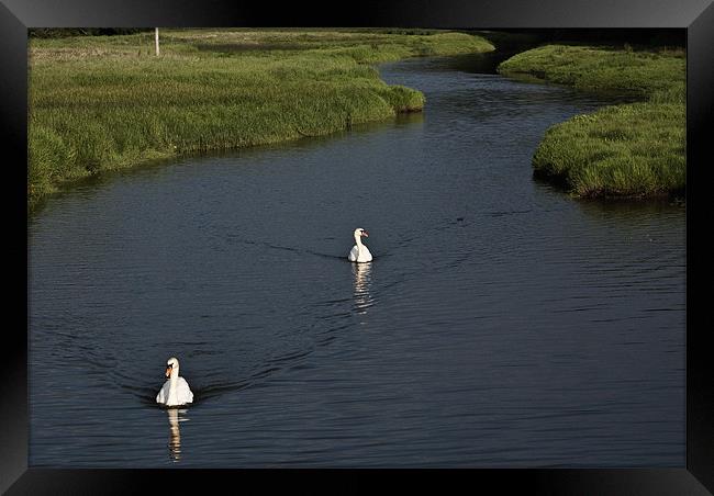 Two Swans Framed Print by Steve Purnell