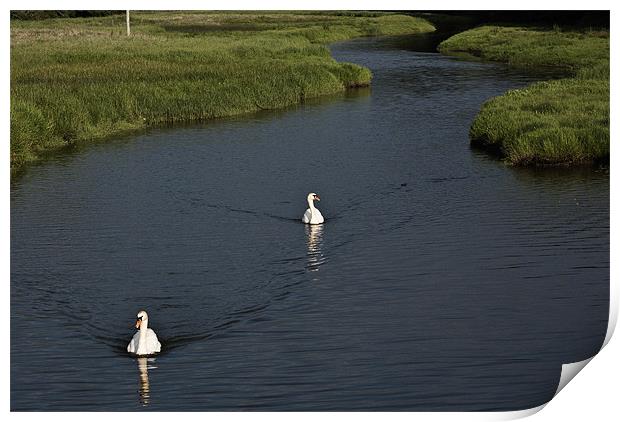 Two Swans Print by Steve Purnell