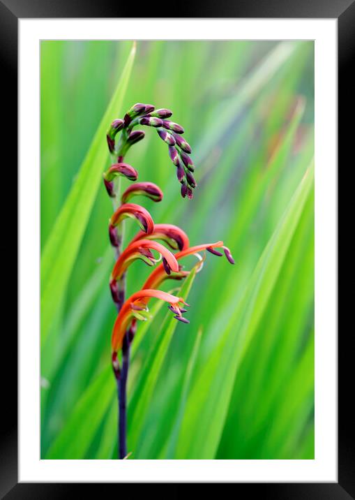 Cobra Lily Flower Framed Mounted Print by Neil Overy