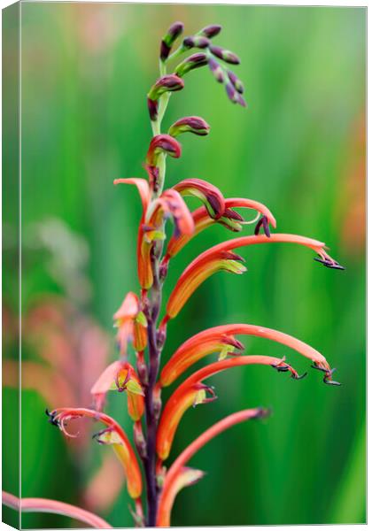 Cobra Lily Flower Canvas Print by Neil Overy