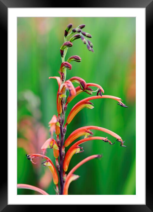 Cobra Lily Flower Framed Mounted Print by Neil Overy